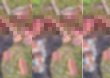 Imagem forte: homem é m0rto a tijoladas no interior do Amazonas