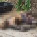 Imagem f0rte: homem em dec0mposição é encontrado na  BR-174 no Amazonas