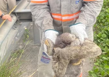 Ficou sem energia? Bicho-preguiça foi causa de desligamento da transmissão na Zona Norte de Manaus