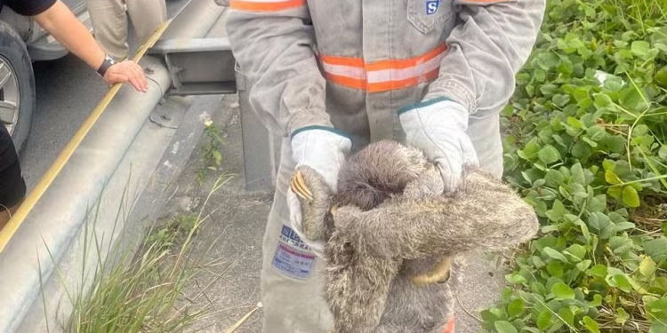 Ficou sem energia? Bicho-preguiça foi causa de desligamento da transmissão na Zona Norte de Manaus