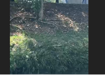 Vídeo: C0rp0 é encontrado no igarapé do Mindu, preso na eco barreira