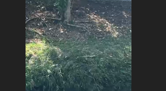 Vídeo: C0rp0 é encontrado no igarapé do Mindu, preso na eco barreira