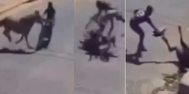 Câmera grava momento em que motoqueiro e cavalo m0rrem ao baterem na rua