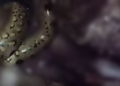 Vídeo: Homem m0rre em at@que raro de jiboia na Amazônia