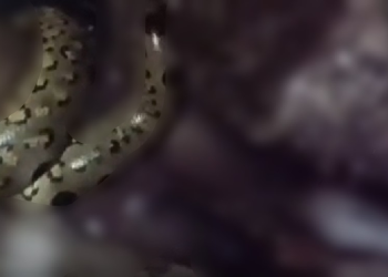 Vídeo: Homem m0rre em at@que raro de jiboia na Amazônia