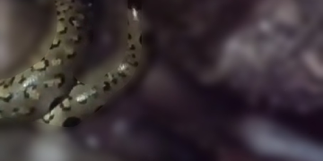 Vídeo: Homem m0rre em at@que raro de jiboia na Amazônia
