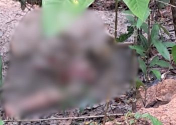 Imagem forte: moradores da área rural encontram ossada humana em Manaus