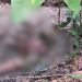 Imagem forte: moradores da área rural encontram ossada humana em Manaus