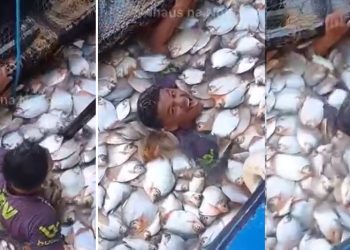 Vídeo: homem mergulha em tanque de peixes no Amazonas para gravar vídeo