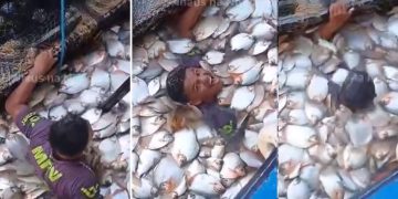 Vídeo: homem mergulha em tanque de peixes no Amazonas para gravar vídeo