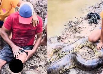Vídeo: ribeirinho é atacad0 por cobra gigante e quase acaba m0rto no Amazonas
