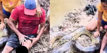Vídeo: ribeirinho é atacad0 por cobra gigante e quase acaba m0rto no Amazonas