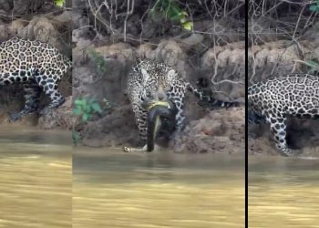 Vídeo: sucuri cai no parque com maior quantidade de onça do mundo e vira almoço