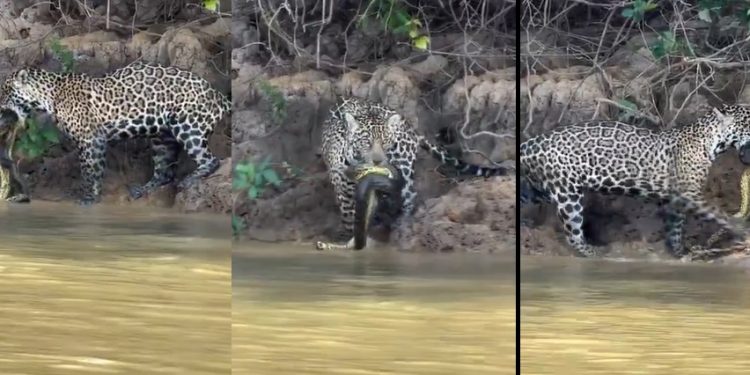 Vídeo: sucuri cai no parque com maior quantidade de onça do mundo e vira almoço