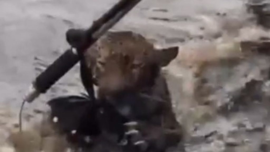 Vídeo: Onça que passou horas nadando no Rio Negro é resgatada
