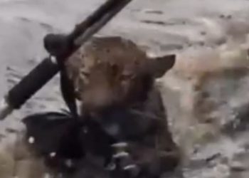 Vídeo: Onça que passou horas nadando no Rio Negro é resgatada