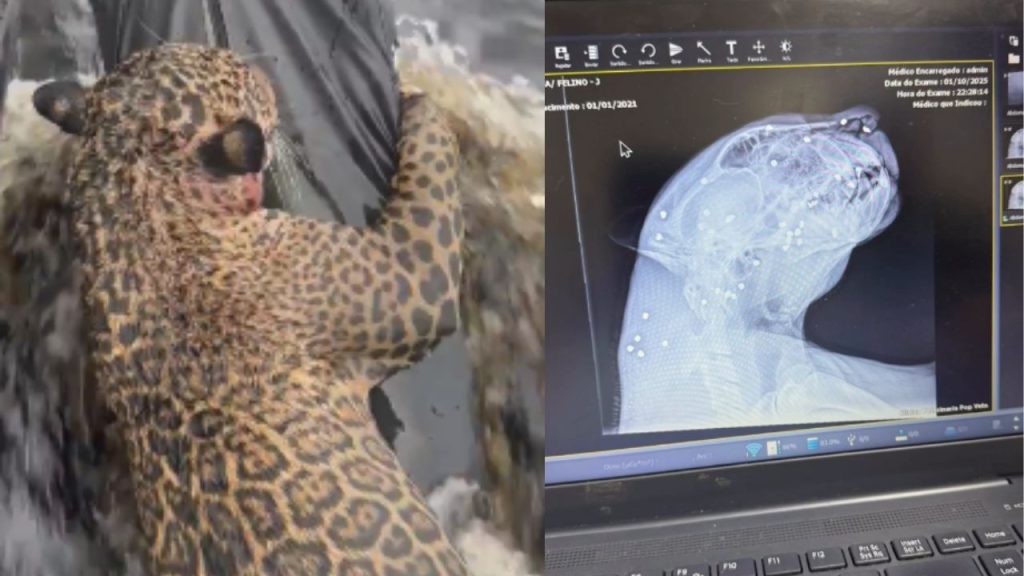 Vídeo: Exames mostra que onça resgatada no Rio Negro estava com 30 projéteis de chumbinho no corpo