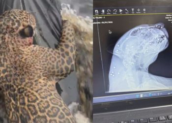 Vídeo: Exames mostra que onça resgatada no Rio Negro estava com 30 projéteis de chumbinho no corpo