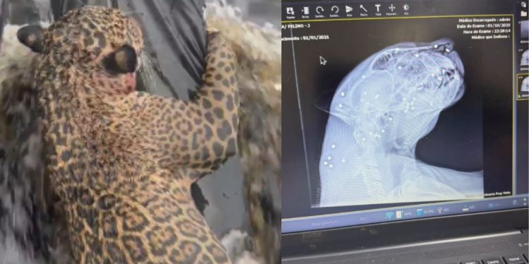 Vídeo: Exames mostra que onça resgatada no Rio Negro estava com 30 projéteis de chumbinho no corpo
