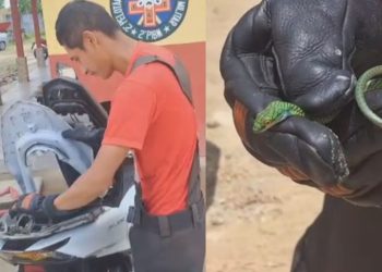 Vídeo: Cobra invade moto e quase pica dona do veículo no interior do Amazonas