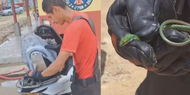 Vídeo: Cobra invade moto e quase pica dona do veículo no interior do Amazonas