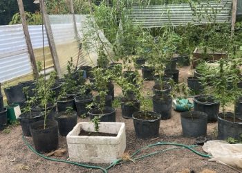 Mac0nheiros usam área no Tarumã para plantar erva e acabam pres0s em Manaus