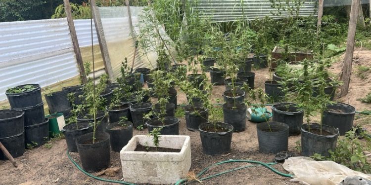 Mac0nheiros usam área no Tarumã para plantar erva e acabam pres0s em Manaus