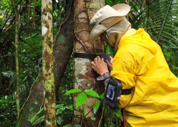 UEA na COP30: Universidade apresenta soluções amazônicas em justiça climática, bioeconomia e inovação sustentável