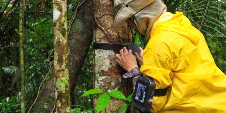 UEA na COP30: Universidade apresenta soluções amazônicas em justiça climática, bioeconomia e inovação sustentável