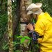UEA na COP30: Universidade apresenta soluções amazônicas em justiça climática, bioeconomia e inovação sustentável