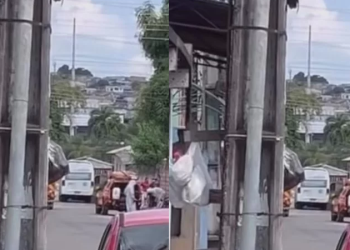 Cachorro m0rr3 e mulher fica f3rida após ataque de abelhas em rua no bairro Mutirão