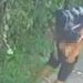 Vídeo mostra ladrã0 sofrend0 a “fininha” antes de cometer assalt0 à residência