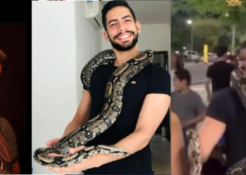 Cobra vista ‘passeando’ com tutor na Ponta Negra se chama ‘Bernardo’ e faz sucesso nas redes sociais; veja