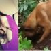 Cão farejador da PM encontra cova rasa onde estava corp0 de jovem desaparecida no São Geraldo