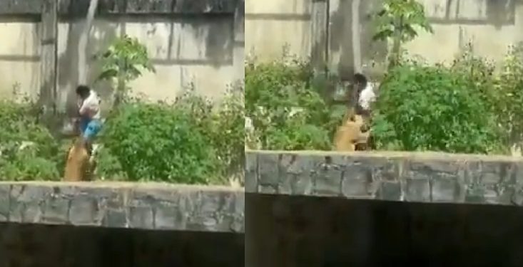 Vídeo forte: homem entra na jaula dos leões e m0rre comid0 dentro de zoológico
