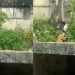 Vídeo forte: homem entra na jaula dos leões e m0rre comid0 dentro de zoológico