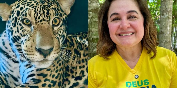 ‘Tem quem gosta de tirar foto e tem quem gosta de fazer o trabalho’, diz Maria do Carmo sobre oportunismo político na soltura de onça resgatada no rio Negro