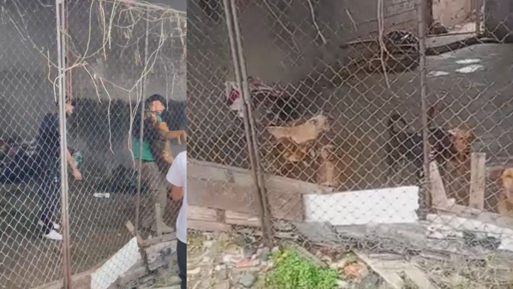 Canil expõe abandono após cão ser achado m0rt0 e 16 sobreviverem em condições precárias em Manaus