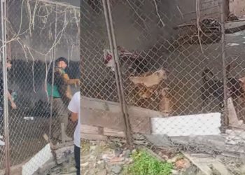 Canil expõe abandono após cão ser achado m0rt0 e 16 sobreviverem em condições precárias em Manaus