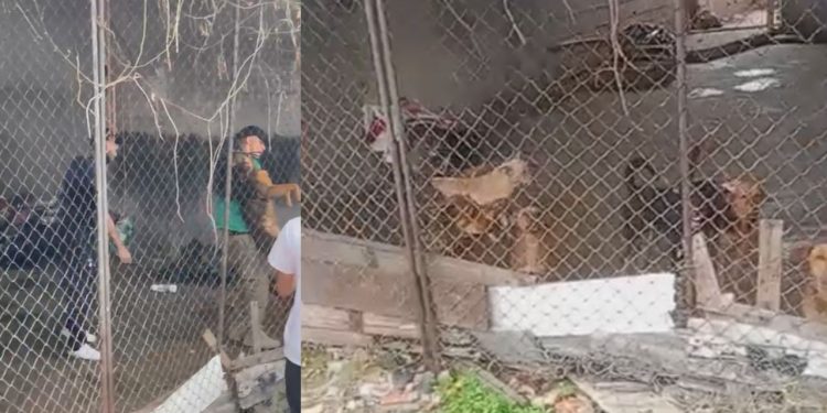 Canil expõe abandono após cão ser achado m0rt0 e 16 sobreviverem em condições precárias em Manaus