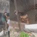 Canil expõe abandono após cão ser achado m0rt0 e 16 sobreviverem em condições precárias em Manaus