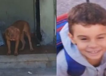 Pitbull avança sobre garoto de 5 anos e o mat4 dentro de casa