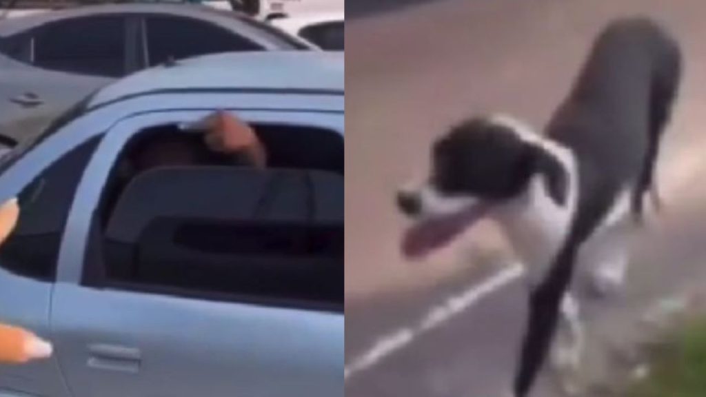 Veja: Em Manaus, motociclista grava discussão após perceber cachorro supostamente sendo deixado para trás