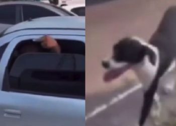 Veja: Em Manaus, motociclista grava discussão após perceber cachorro supostamente sendo deixado para trás