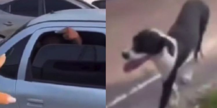 Veja: Em Manaus, motociclista grava discussão após perceber cachorro supostamente sendo deixado para trás