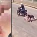 Garota de 12 anos evita ser sequestr4da por ass4ltante ao pular de moto em movimento