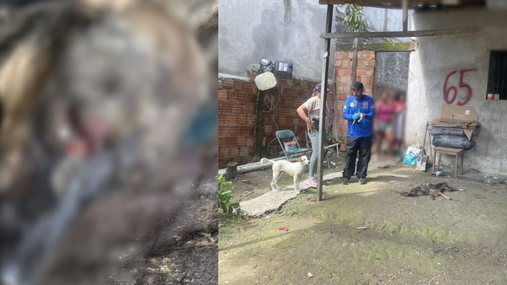 Cães são resgatados à beira da m0rte e mulher é pres4 no Colônia Terra Nova