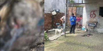 Cães são resgatados à beira da m0rte e mulher é pres4 no Colônia Terra Nova