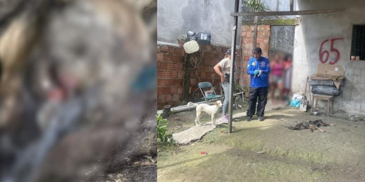 Cães são resgatados à beira da m0rte e mulher é pres4 no Colônia Terra Nova