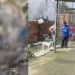 Cães são resgatados à beira da m0rte e mulher é pres4 no Colônia Terra Nova